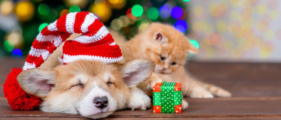 Як прикрасити новорічну ялинку, якщо у вас вдома живе кішка чи собака