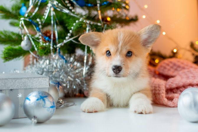 Как украсить новогоднюю елку, если у вас дома живет кошка или собака 7