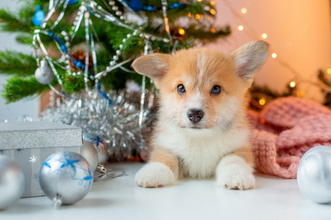 So schmücken Sie einen Weihnachtsbaum, wenn Sie eine Katze oder einen Hund zu Hause haben 7