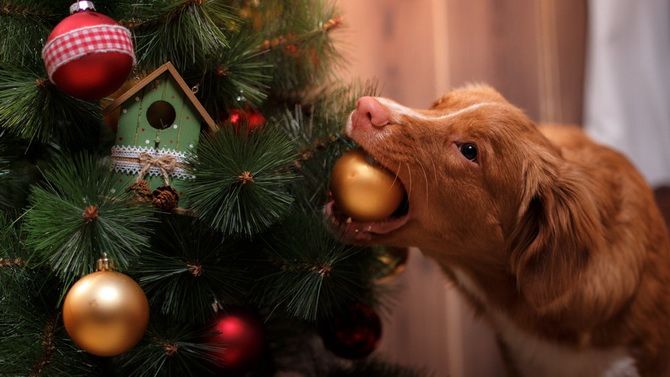 How to decorate a Christmas tree if you have a cat or dog at home 2