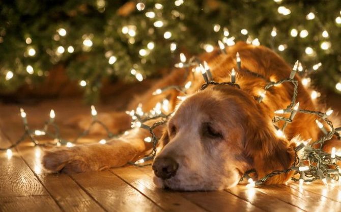 How to decorate a Christmas tree if you have a cat or dog at home 3