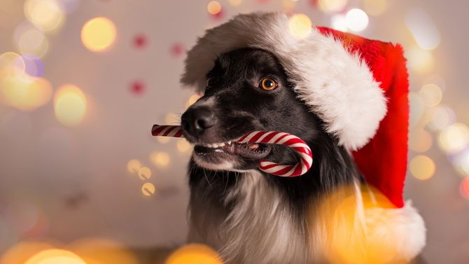 Как украсить новогоднюю елку, если у вас дома живет кошка или собака 5
