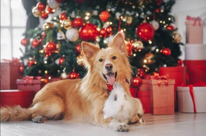 Как украсить новогоднюю елку, если у вас дома живет кошка или собака 4