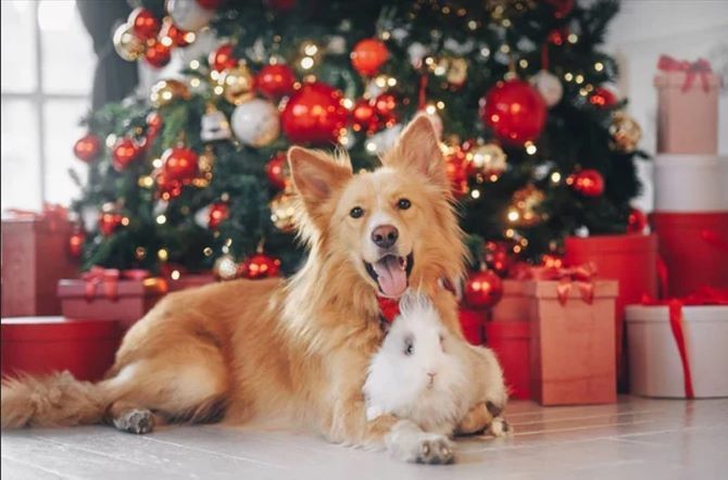 So schmücken Sie einen Weihnachtsbaum, wenn Sie eine Katze oder einen Hund zu Hause haben 4