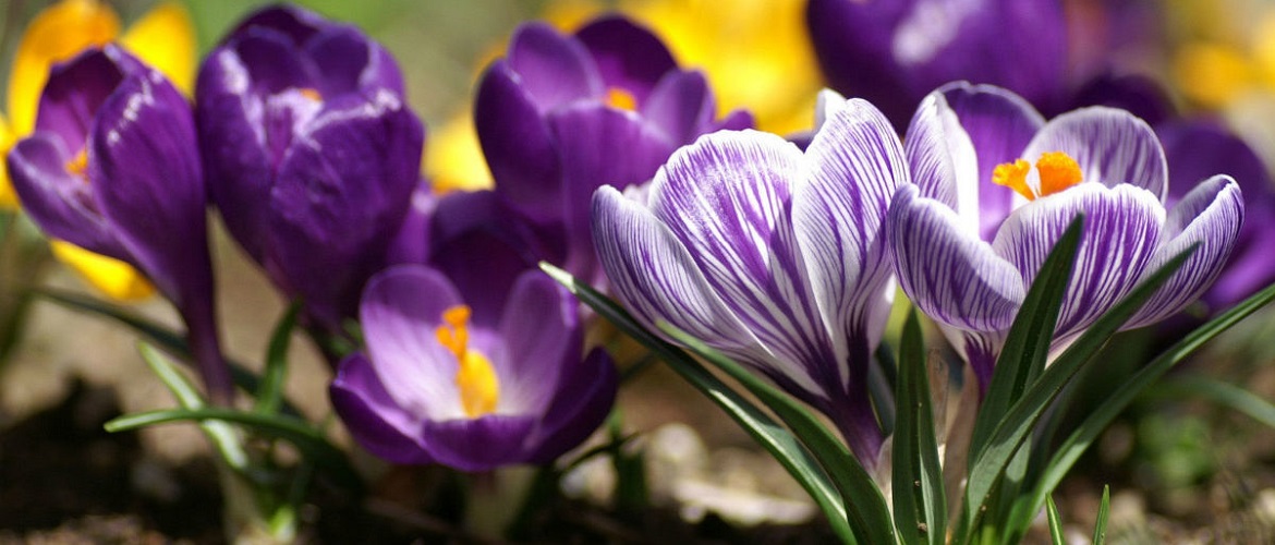 Fröhlichen ersten Frühlingstag! Schöne Grüße vom 1. März