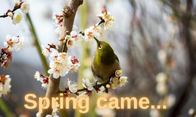 Happy first day of spring: beautiful postcards and pictures 8
