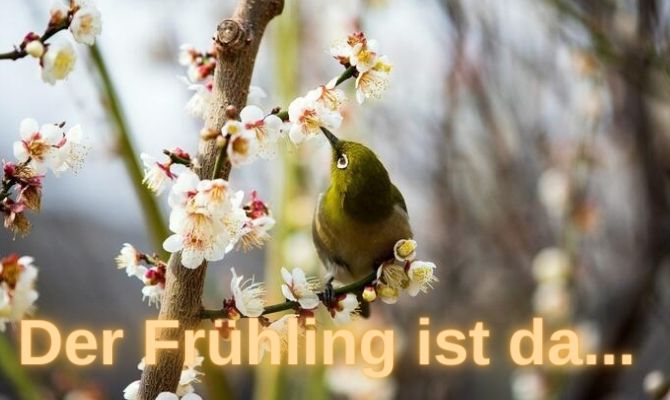 Glücklicher erster Frühlingstag: schöne Postkarten und Bilder 8