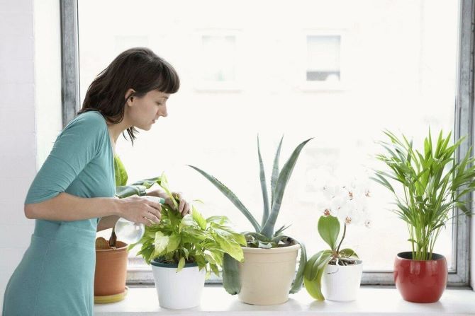 Почему опадают бутоны у комнатных растений и как их защитить 2