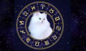 Meow! Funny horoscope for cat owners