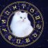 Няв! Кумедний гороскоп для власників кішок