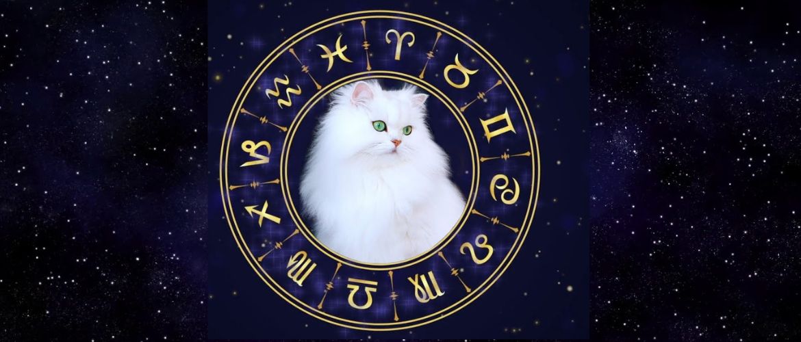 Meow! Funny horoscope for cat owners