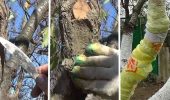 How to properly treat wounds in fruit trees