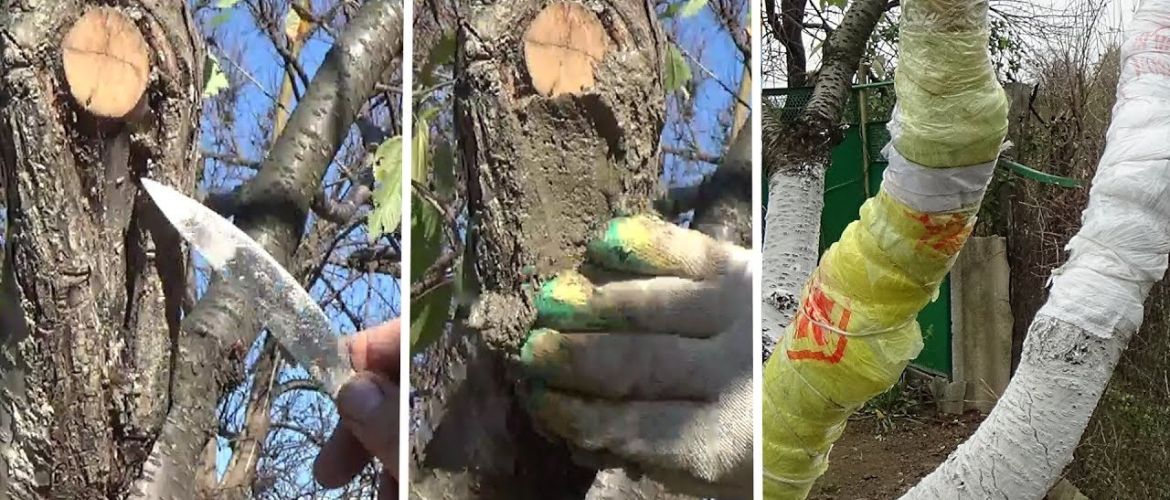 Как правильно лечить раны у плодовых деревьев
