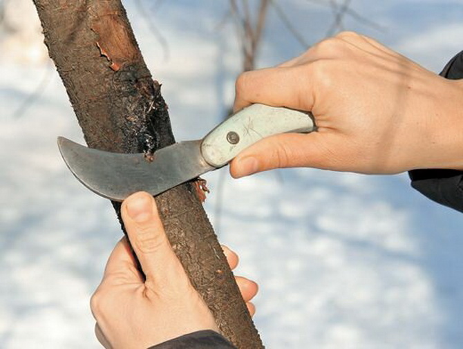 How to properly treat wounds in fruit trees 1