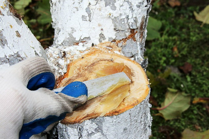 How to properly treat wounds in fruit trees 2