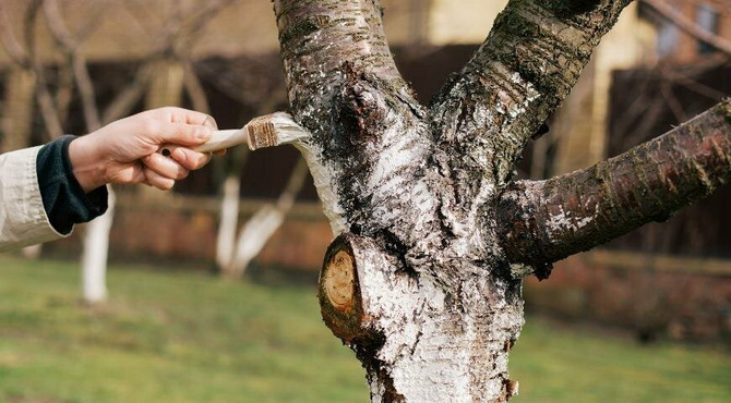 How to properly treat wounds in fruit trees 4