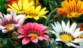 Garden flowers “Gazania”