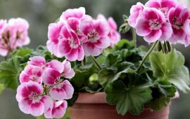 If you want geraniums to bloom magnificently all year round – drink it with mash + bonus video