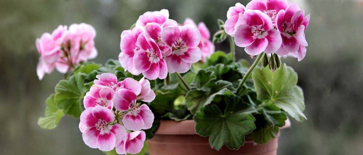 If you want geraniums to bloom magnificently all year round – drink it with mash + bonus video