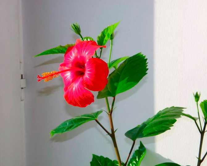 How to properly feed hibiscus (Chinese rose) 2