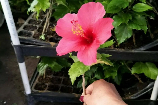 How to properly feed hibiscus (Chinese rose) 4
