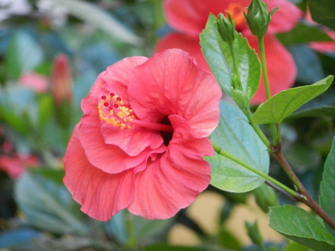 How to properly feed hibiscus (Chinese rose) 5