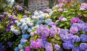 Квітучі кущі для саду +бонус-відео
