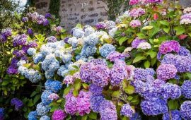 Blühende Sträucher für Ihren Garten + Bonusvideo