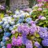 Flowering shrubs for your garden + bonus video
