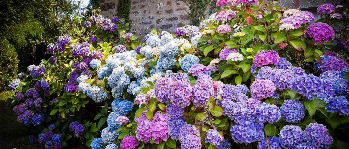 Цветущие кустарники для вашего сада +бонус-видео