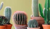 Warum der Kaktus nicht blüht und wie man ihn repariert (+ Bonusvideo)