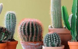 Warum der Kaktus nicht blüht und wie man ihn repariert (+ Bonusvideo)