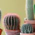 Why the cactus does not bloom and how to fix it (+ bonus video)