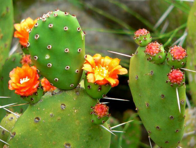 Why the cactus does not bloom and how to fix it (+ bonus video) 1