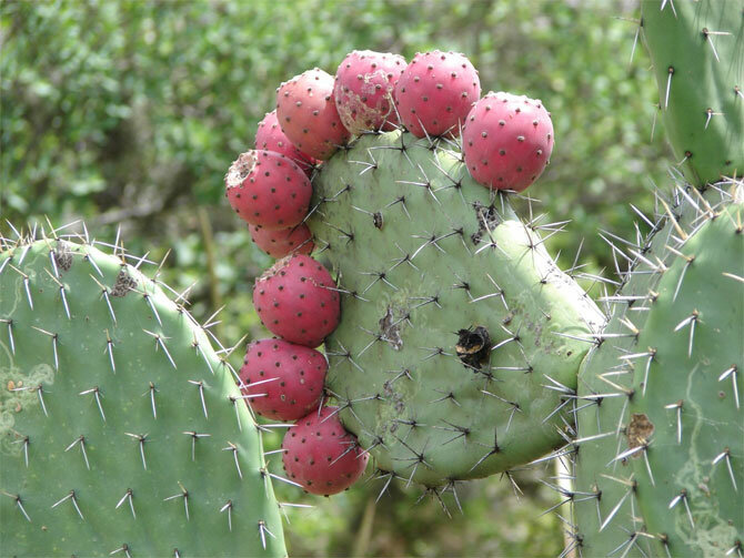 Why the cactus does not bloom and how to fix it (+ bonus video) 2