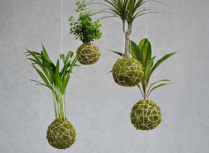 Kokedama – what is it and how to make it yourself 2