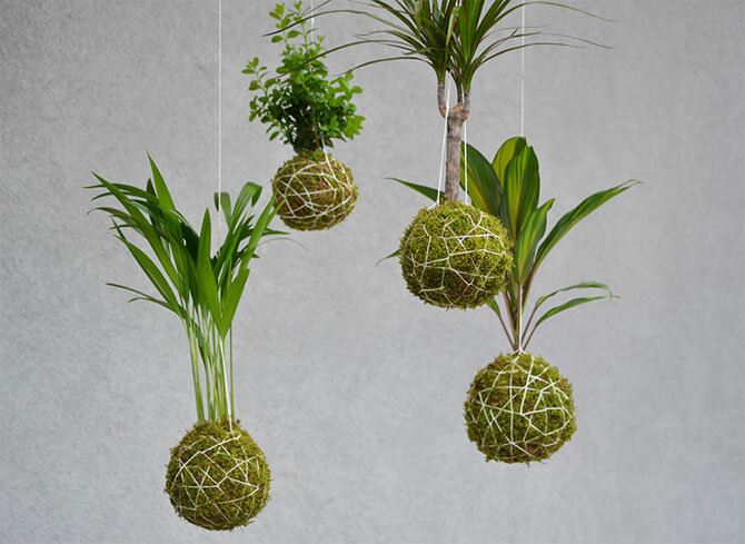 Kokedama – was ist das und wie man es selber macht 2