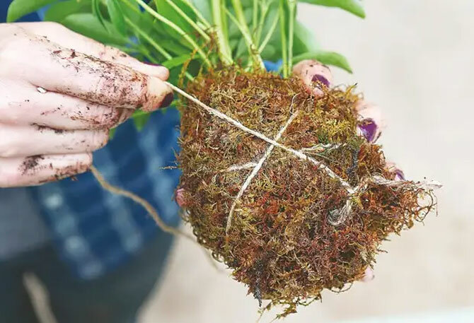 Kokedama – was ist das und wie man es selber macht 13