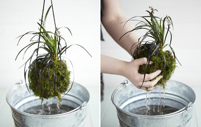 Kokedama – was ist das und wie man es selber macht 14