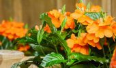 Beautiful crossandra flower: care and maintenance + bonus video