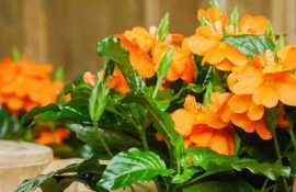 Schöne Crossandra-Blume: Pflege und Wartung + Bonusvideo