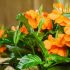 Красивый цветок кроссандра: уход и содержание +бонус-видео
