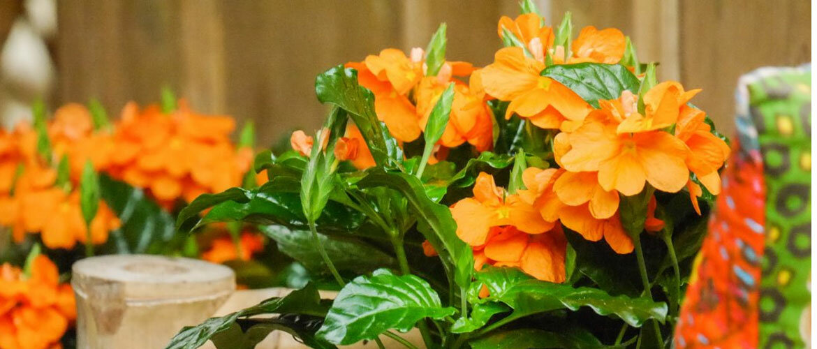 Красива квітка кросандра: догляд та утримання +бонус-відео