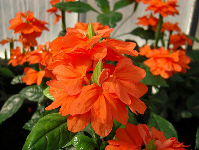 Beautiful crossandra flower: care and maintenance + bonus video 1