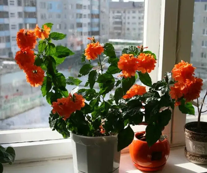 Красивый цветок кроссандра: уход и содержание +бонус-видео 3