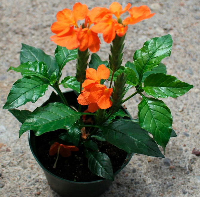 Beautiful crossandra flower: care and maintenance + bonus video 4