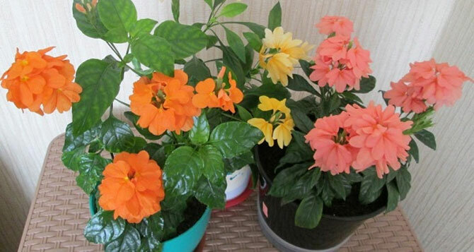 Beautiful crossandra flower: care and maintenance + bonus video 5