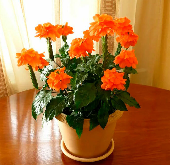 Beautiful crossandra flower: care and maintenance + bonus video 6