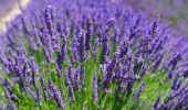 Lavendel pflanzen: Schritt für Schritt Anleitung