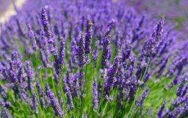 Lavendel pflanzen: Schritt für Schritt Anleitung